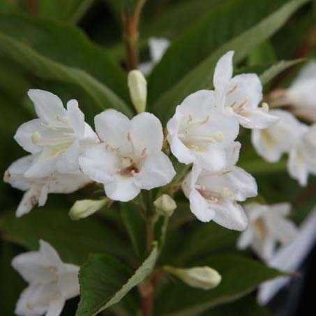 Вейгела Кандида