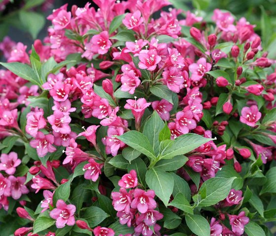 Вейгела Пинк Поппет