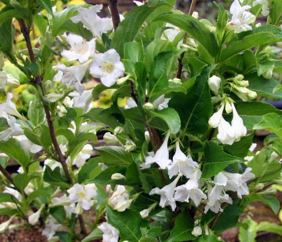 Вейгела Кандида