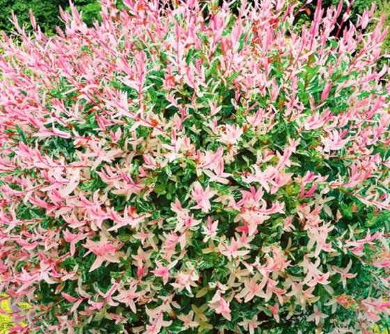 Ива цельнолистная Хакуро-Нишики