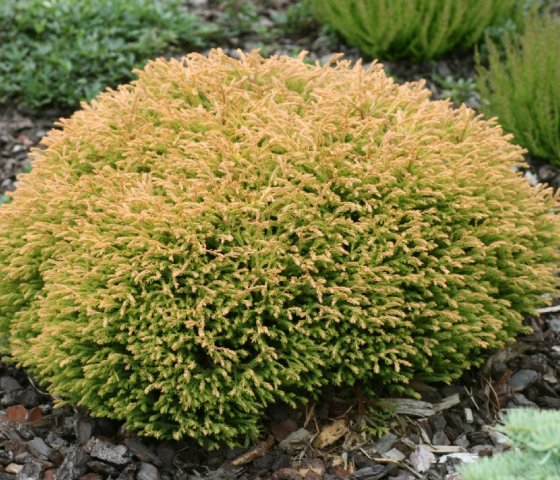 Туя западная Голден Таффет