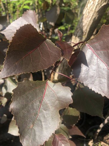 Тополь Фуего