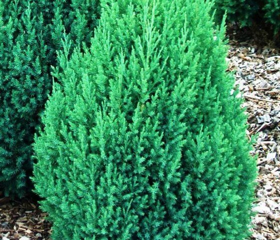 Можжевельник китайский Стрикта