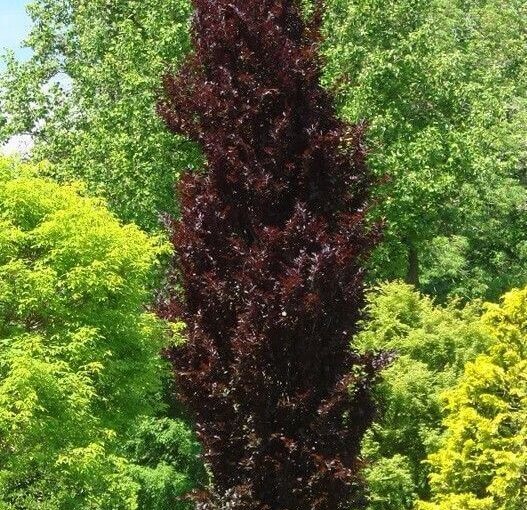 Бук лесной Dawyck Purple