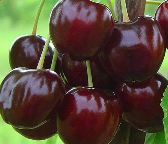 Черешня «Бычье Сердце»