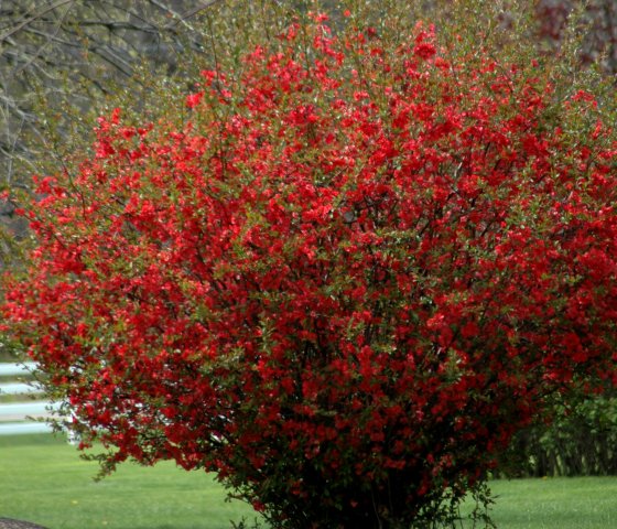 Хеномелис (айва японская)