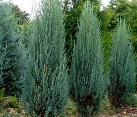 Можжевельник скальный «Блю Эрроу»