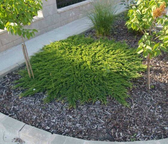 Можжевельник Горизонтальный Принц Уэльский