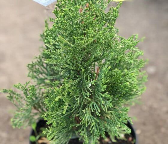 Туя западная Вайт Смарагд