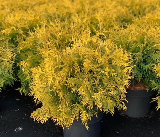 Туя западная Голден Глоб 