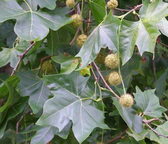 Плата́н кленоли́стный