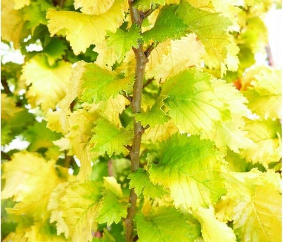  Вяз голландский Вредеи