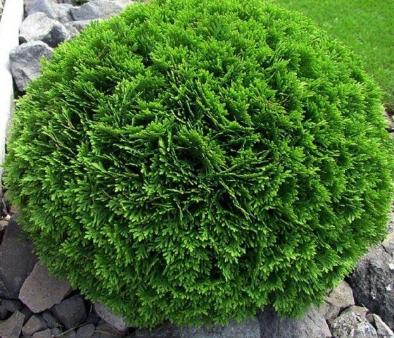 Туя западная Даника