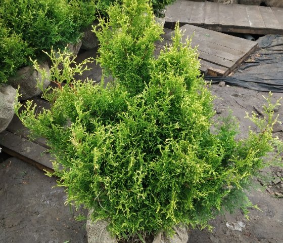 Туя западная Столвик С-10