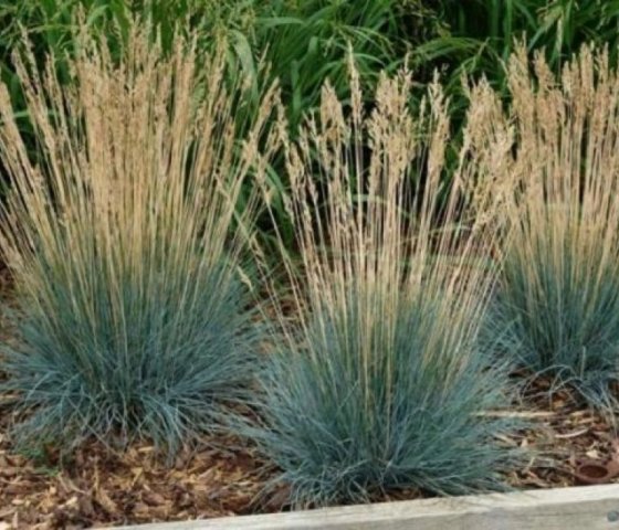 Овсяница сизая