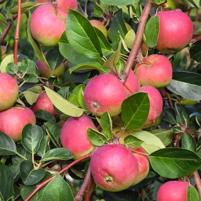 Яблоня «Розовый налив»