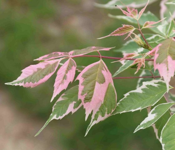  Клён полевой Карнивал