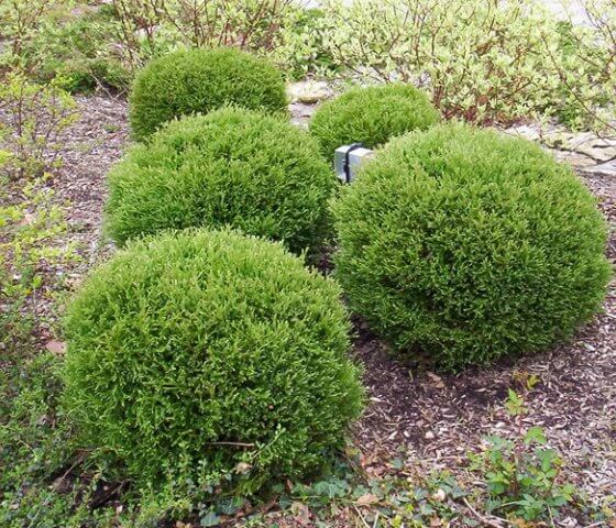 Туя западная Мистер Боулинг Болл