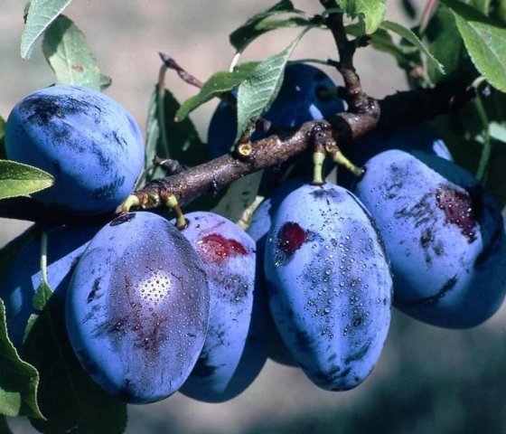 Слива «Чернослив»