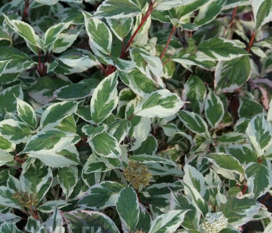 Дёрен белый Сибирика вариегата