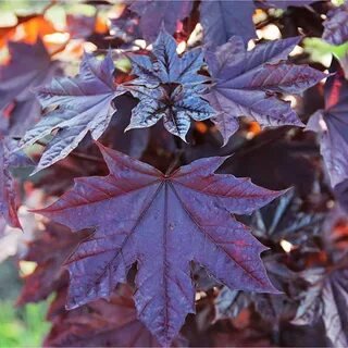  Клен остролистный Фассенс Блэк