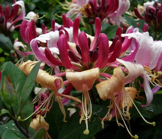 Жимолость каприфоль