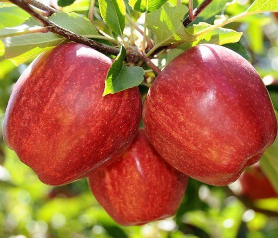 Яблоня Гала 