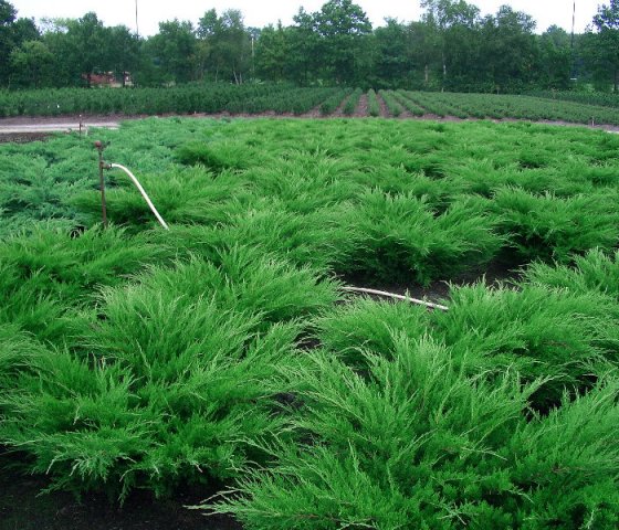 Можжевельник средний Минт Джулеп