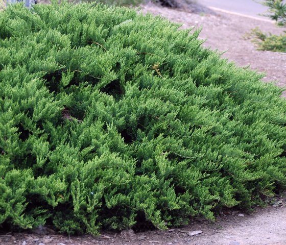 Можжевельник казацкий «Тамарисцифолия»