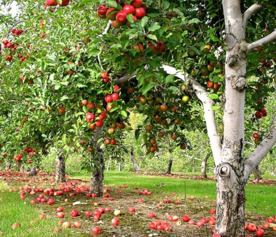 Яблоня «Мельба»