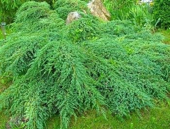 Можжевельник средний Пфитцериана Компакта