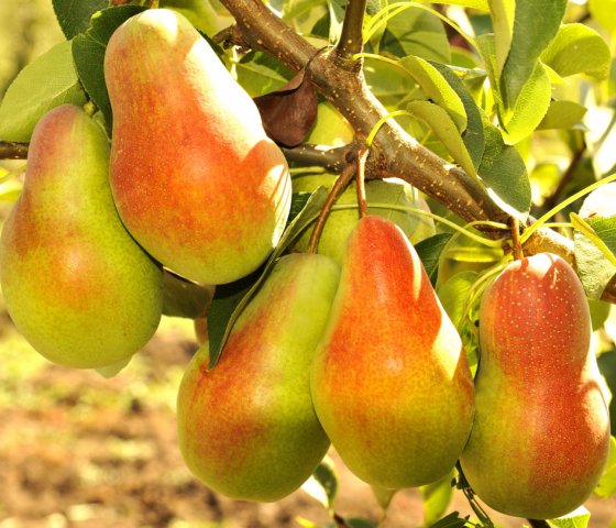 Груша «Талгарская»