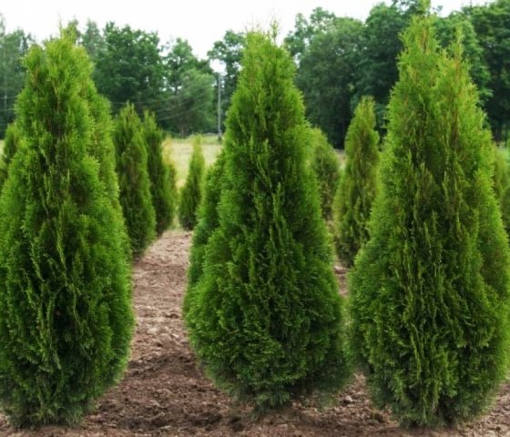 Туя западная Смарагд