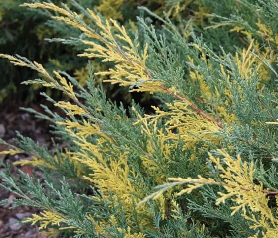 Можжевельник средний Блю энд Голд