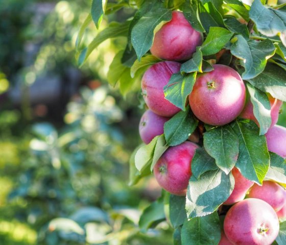 Яблоня «Фуджия»