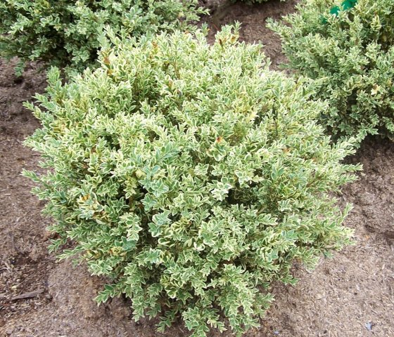 Бирючина вариегата