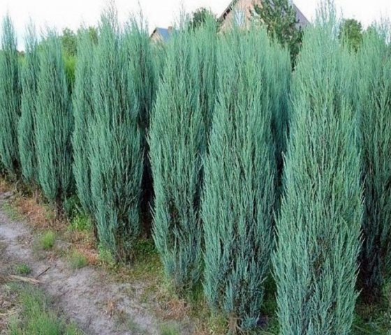 Можжевельник скальный «Блю Эрроу»