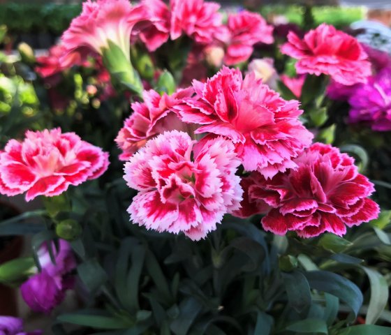 гвоздика садовая многолетняя