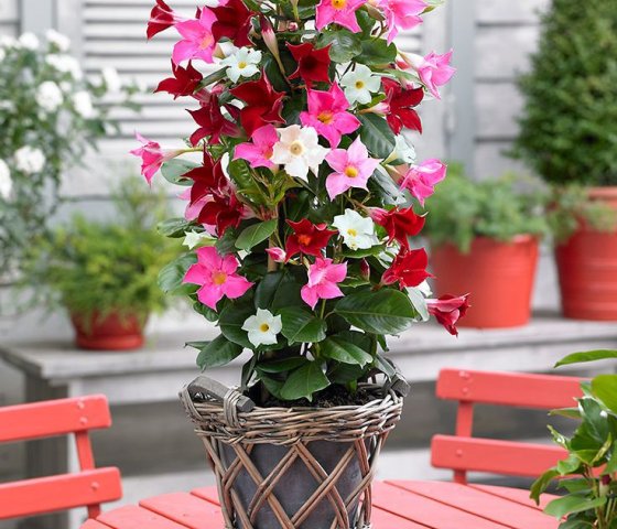 Дипладения