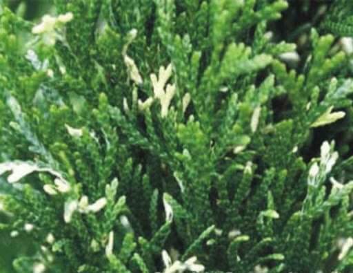 Туя западная Вайт Смарагд