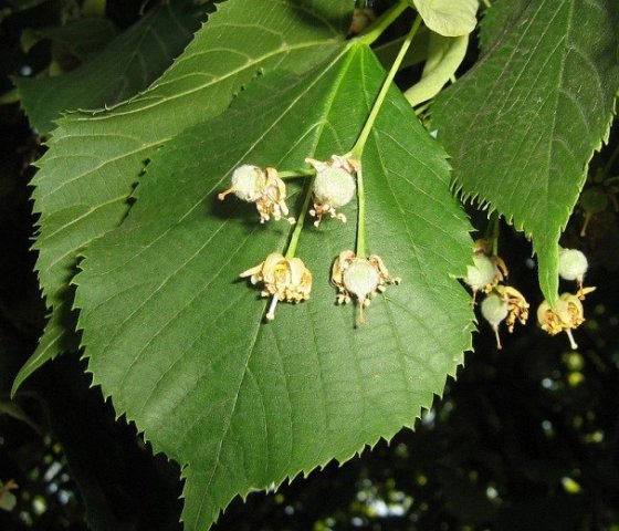 Липа крупнолистная Фастигиата