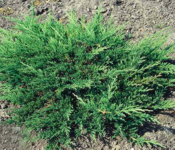 Можжевельник горизонтальный Принц Уэльский