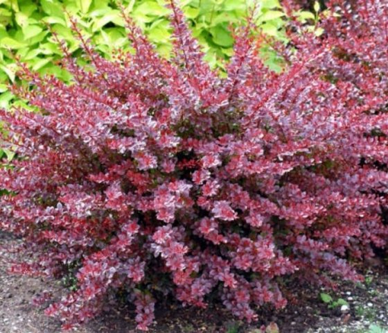 Барбарис Тунберга