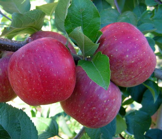 Яблоня «Фуджия»