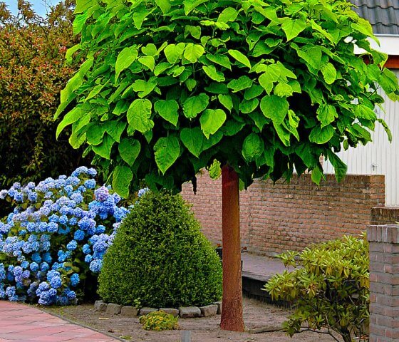 Катальпа бигнониевидная Nana