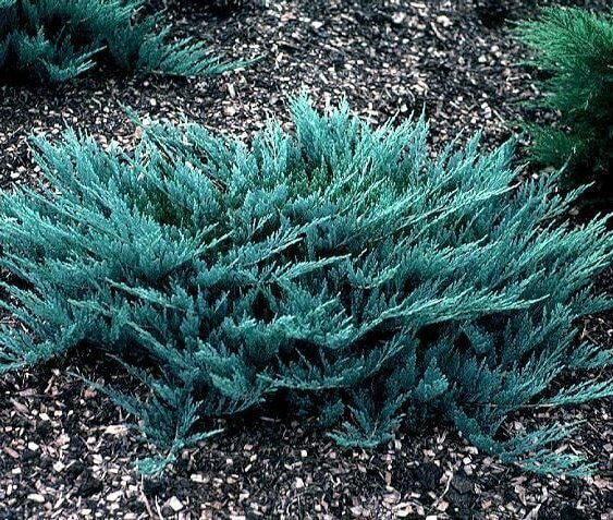 Можжевельник горизонтальный Блю Чип