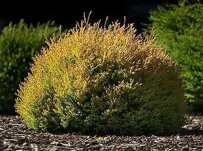 Туя западная Рейнголд