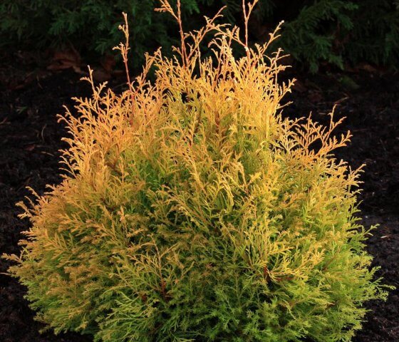 Туя западная Рейнголд