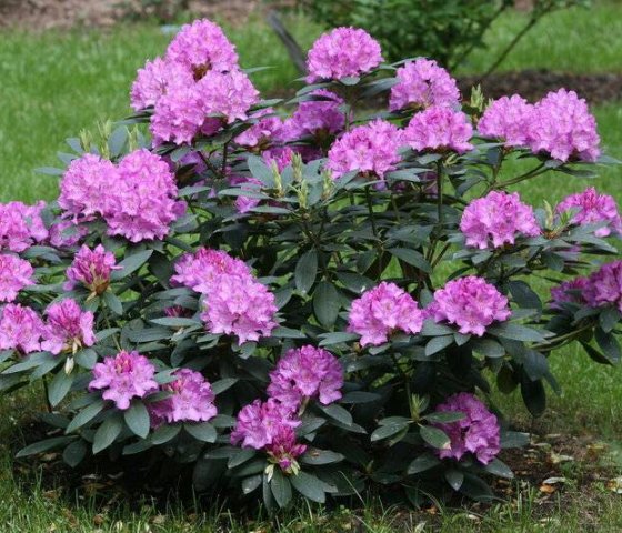 РОДОДЕНДРОН