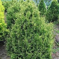 Туя западная Столвик С-10